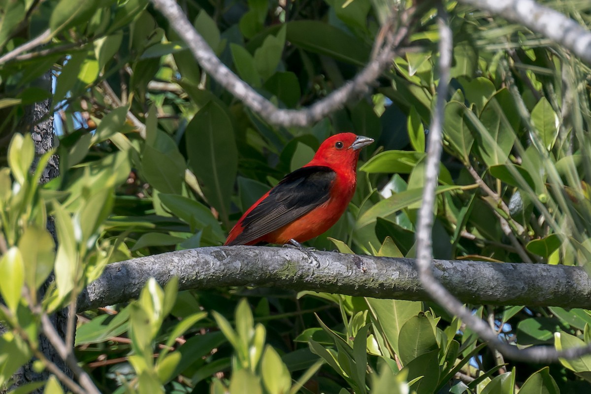 Scarlet Tanager - ML637809537