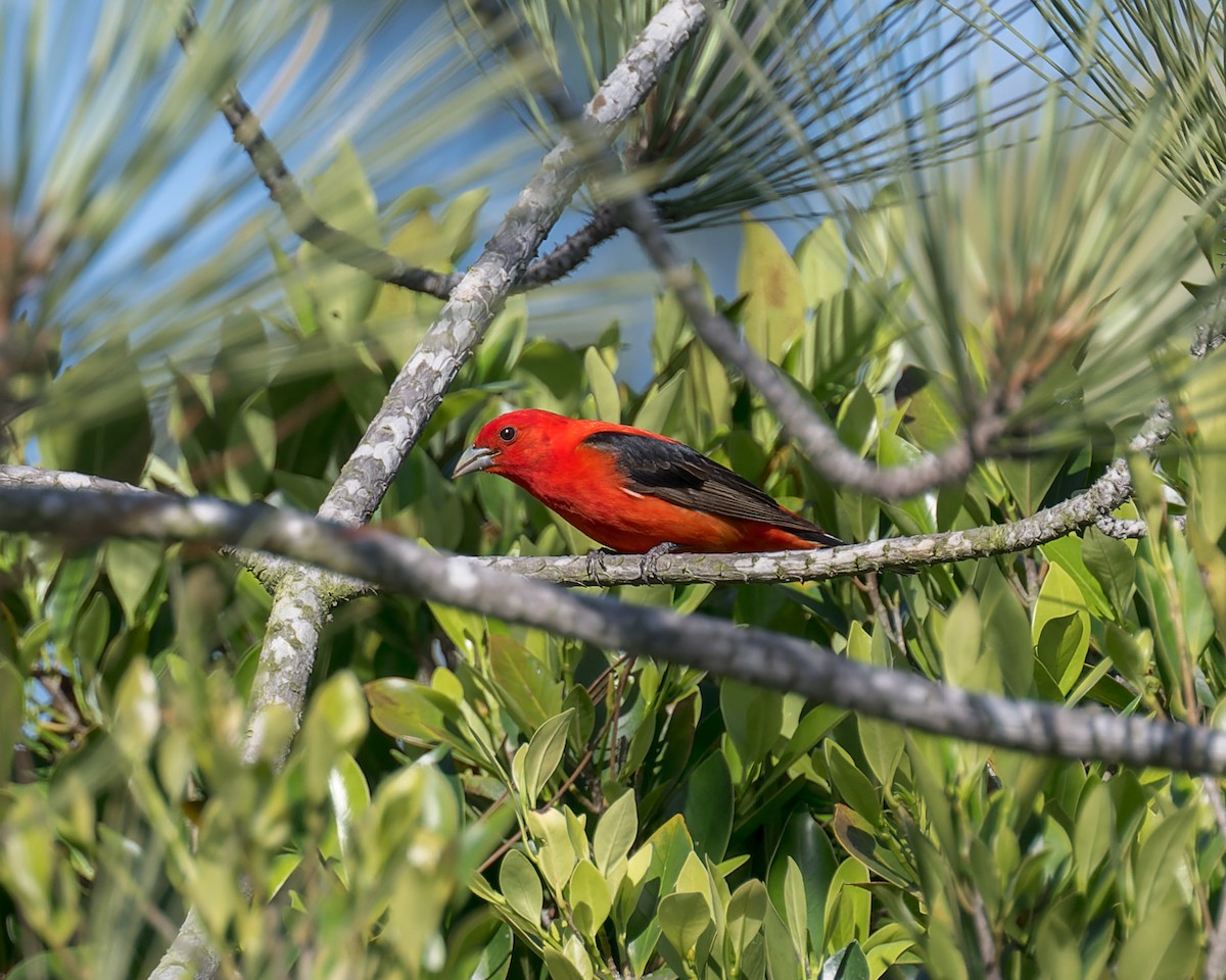 Scarlet Tanager - ML637809538