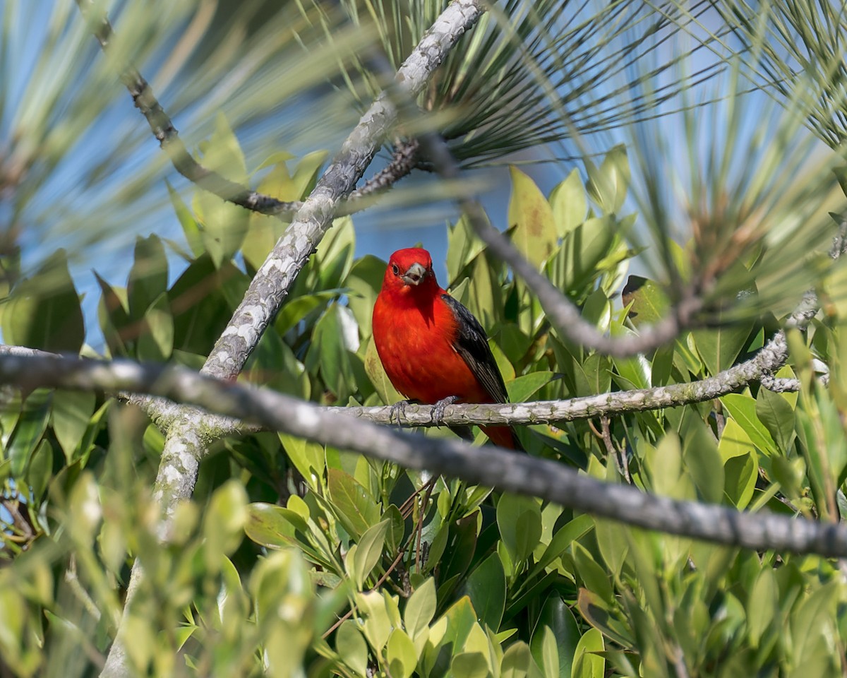 Scarlet Tanager - ML637809539