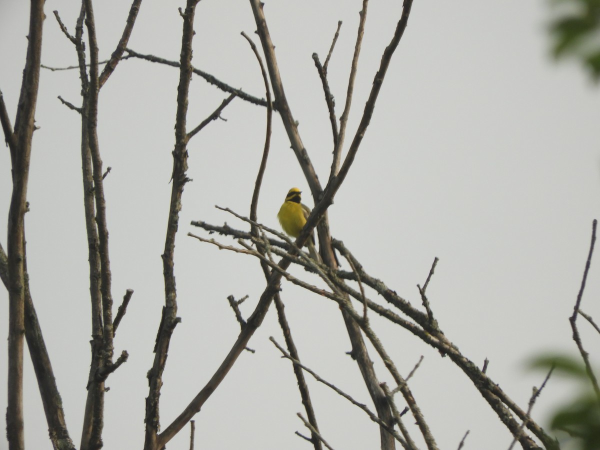 Lawrence's Warbler (hybrid) - ML637809583