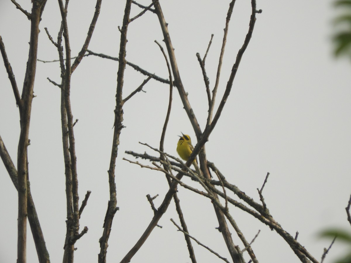 Lawrence's Warbler (hybrid) - ML637809586
