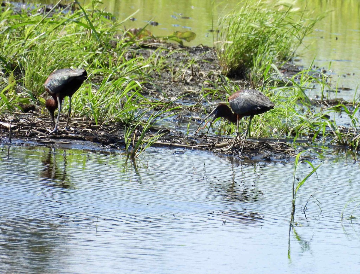 Glossy Ibis - ML637809593
