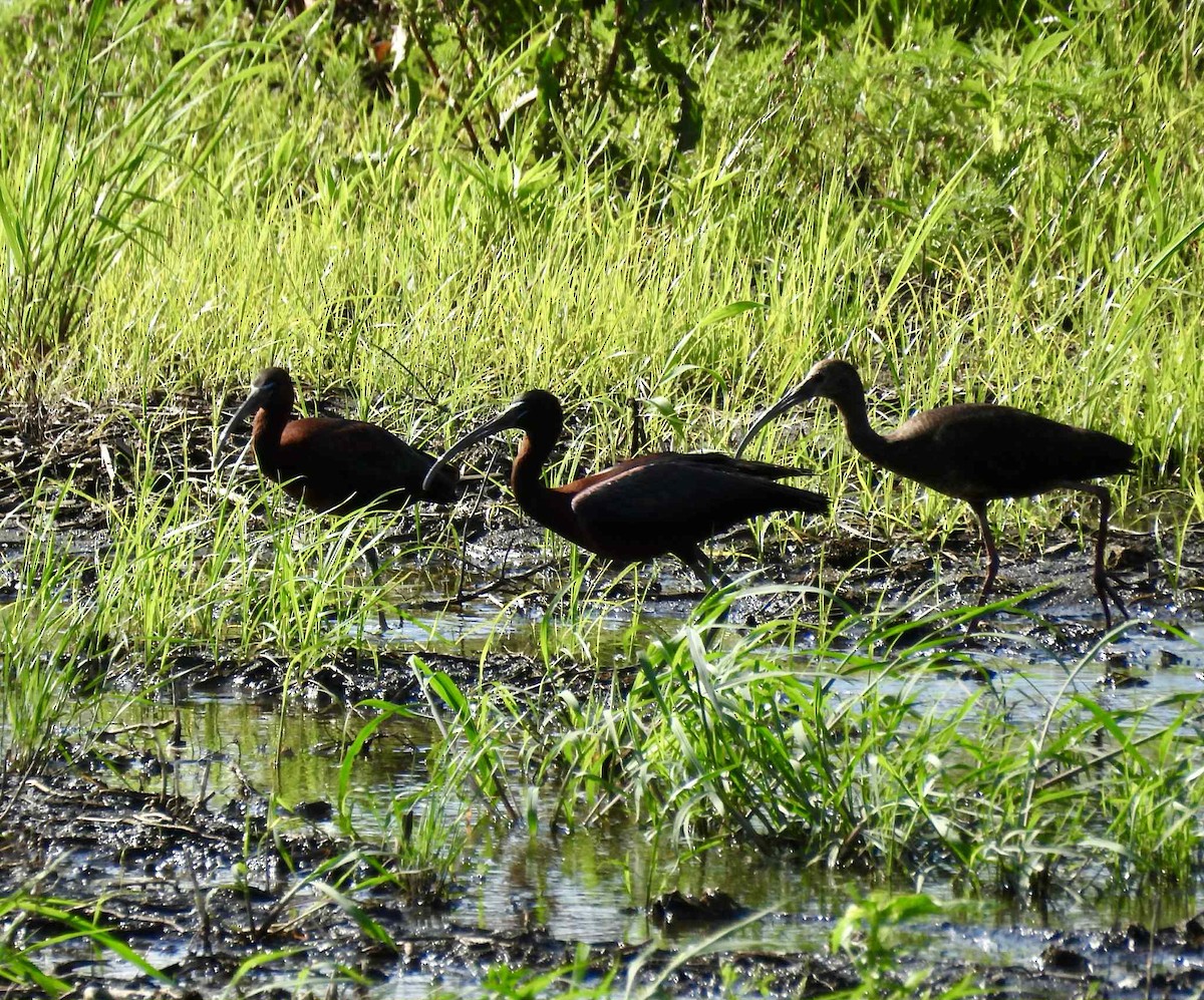 Glossy Ibis - ML637809594