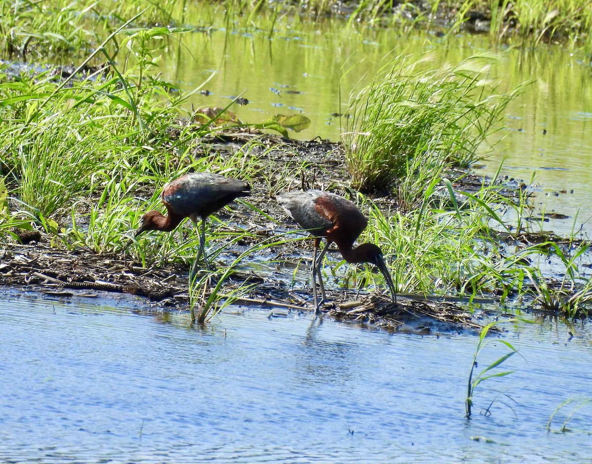 Glossy Ibis - ML637809595