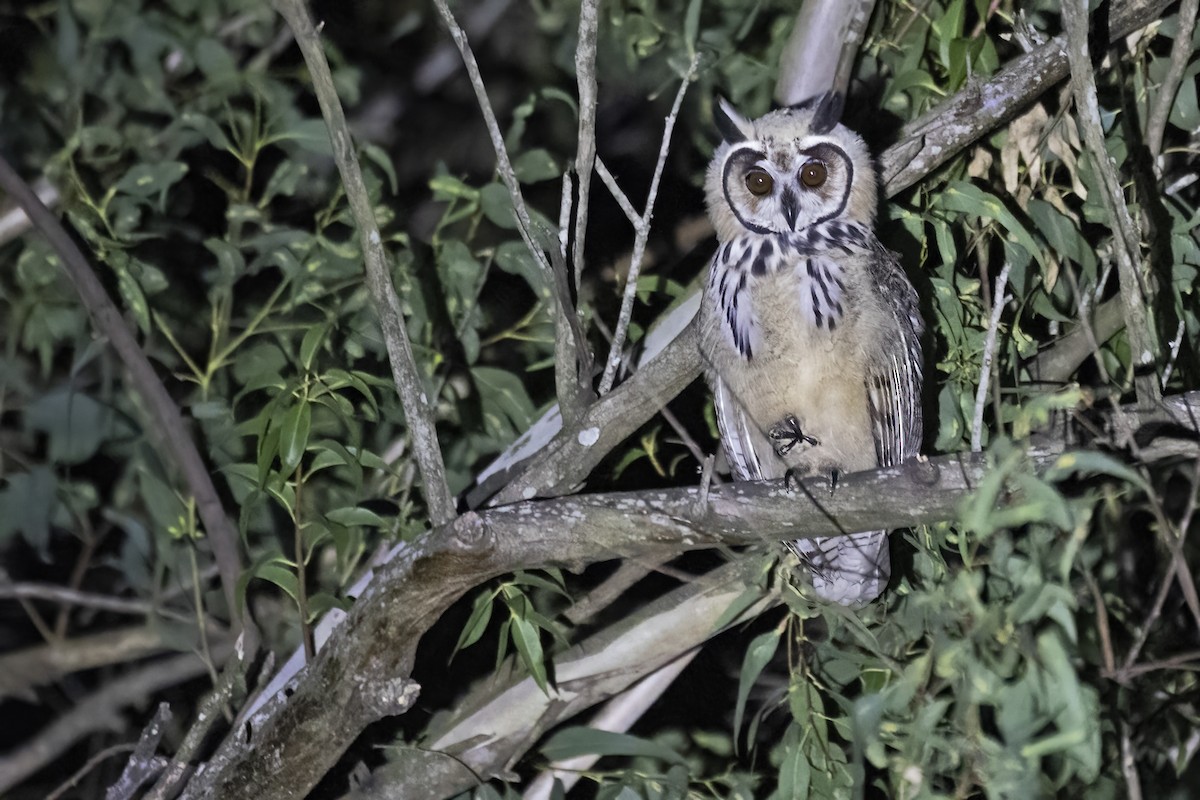 Striped Owl - ML637809596