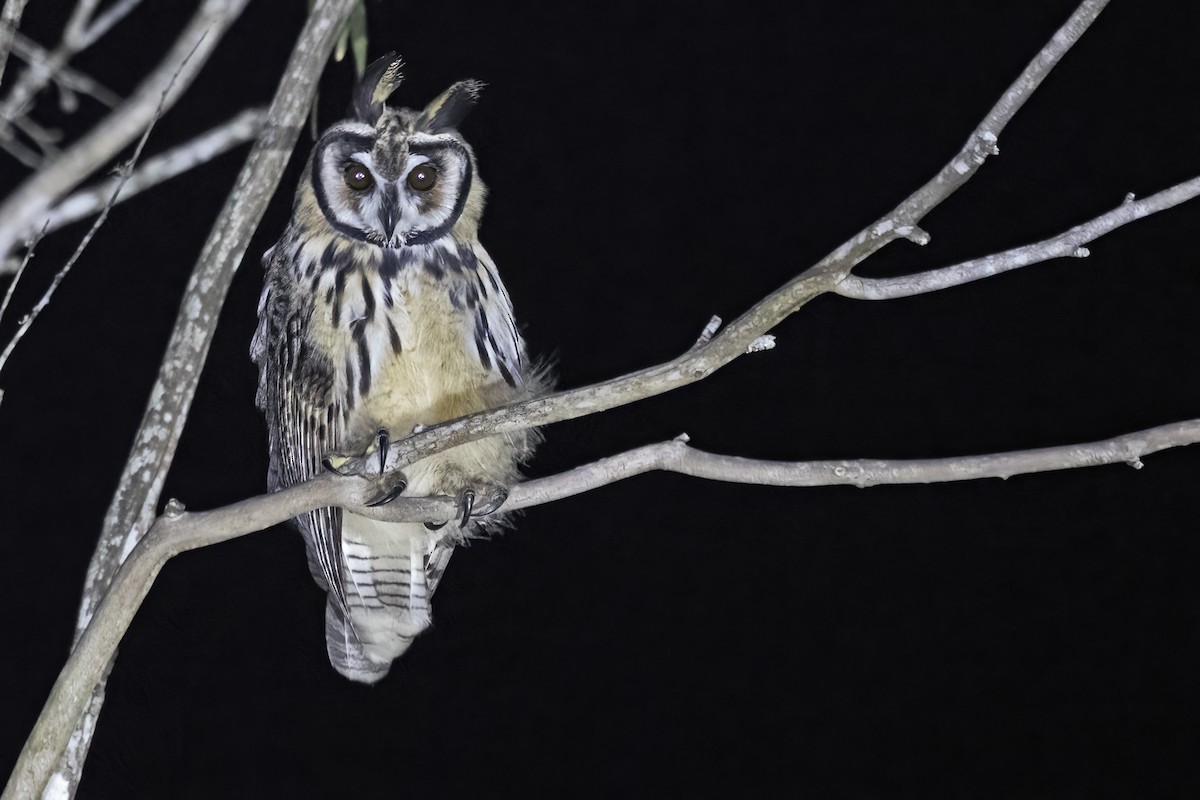 Striped Owl - ML637809597