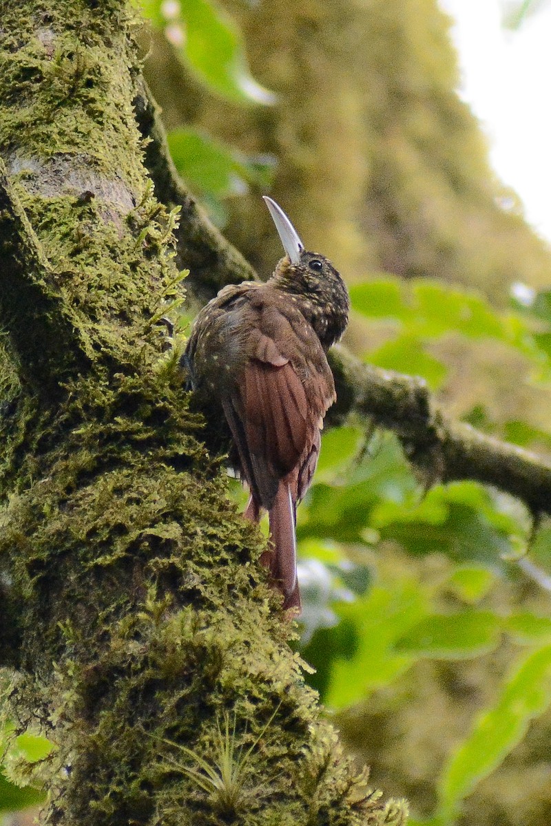 Spotted Woodcreeper - ML637809603