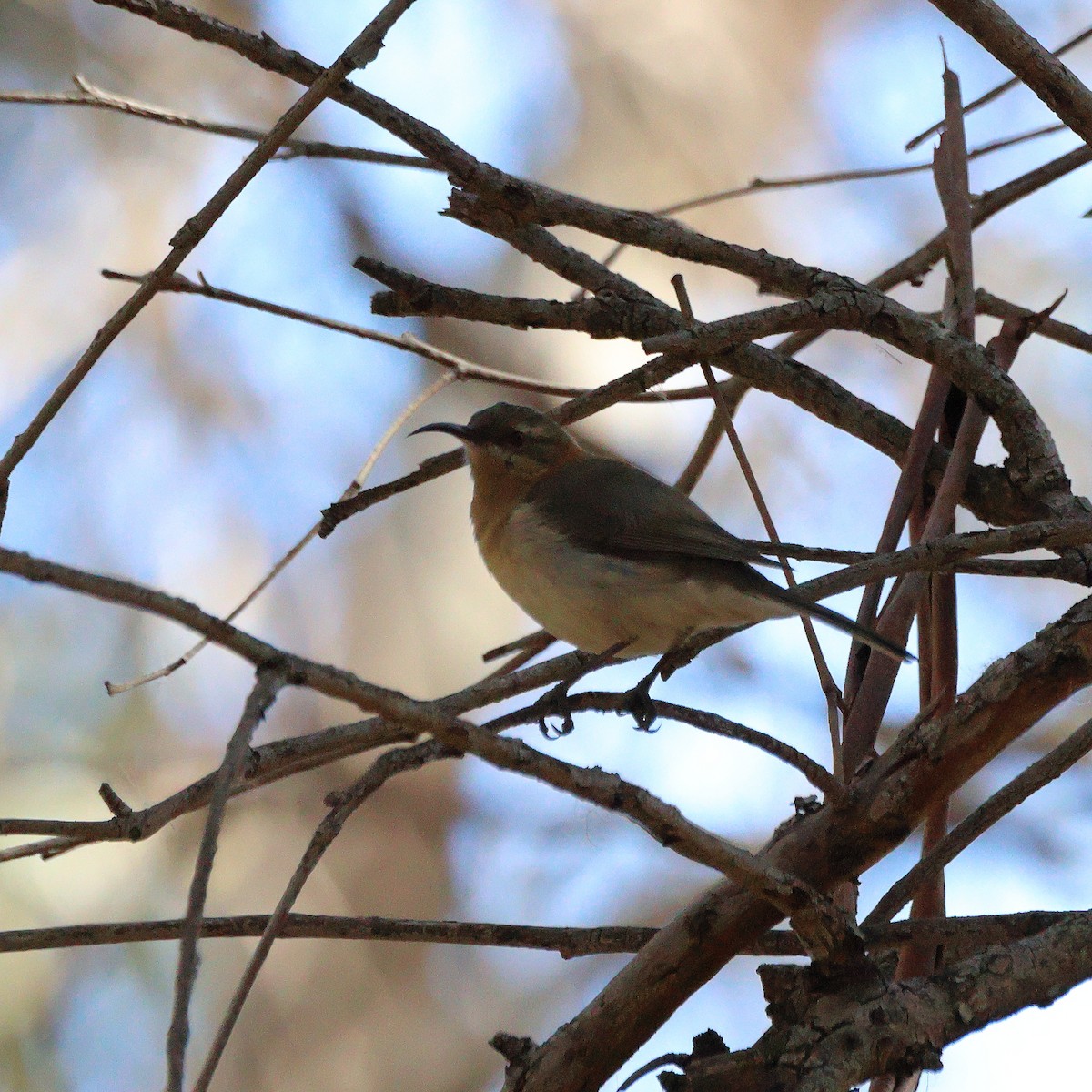 Western Spinebill - ML637809649