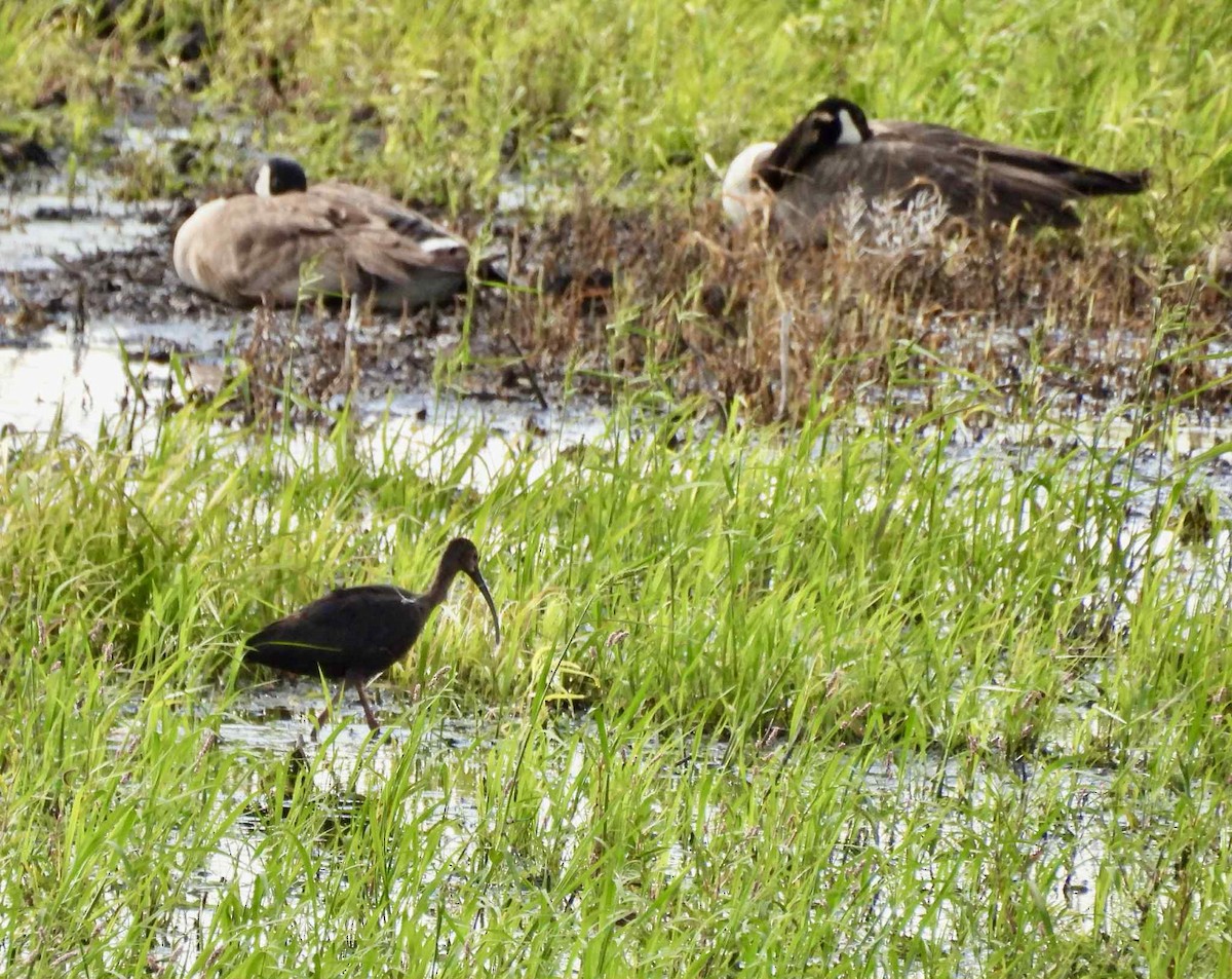 White-faced Ibis - ML637809652