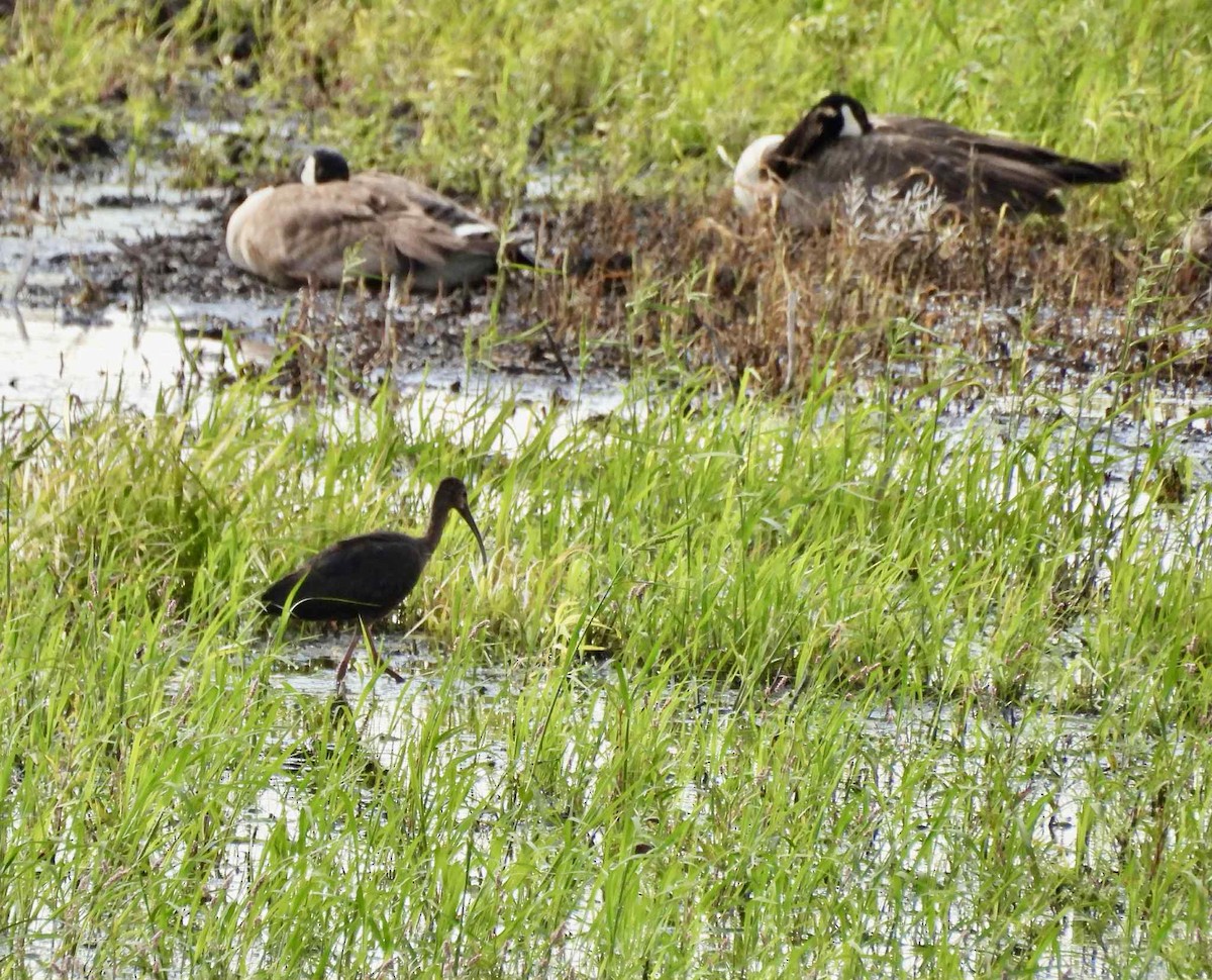 White-faced Ibis - ML637809653
