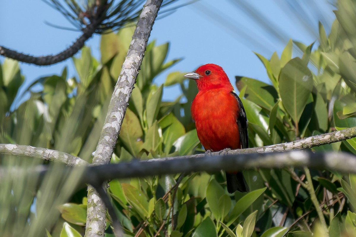 Scarlet Tanager - ML637809678