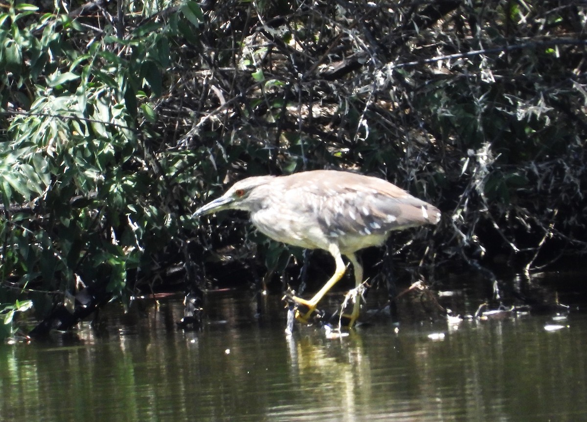 Ногоовор зашин - ML637809712