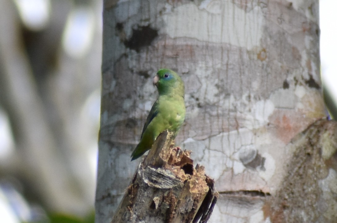 Spectacled Parrotlet - ML637809733