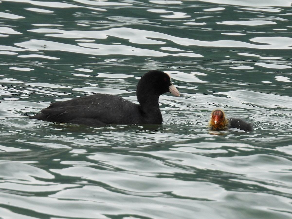 Eurasian Coot - ML637809739