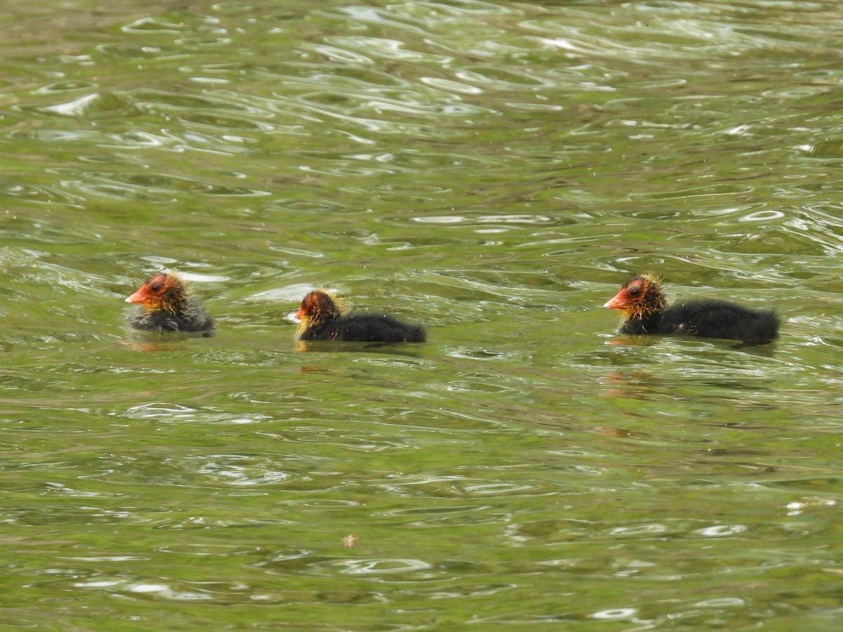 Eurasian Coot - ML637809740