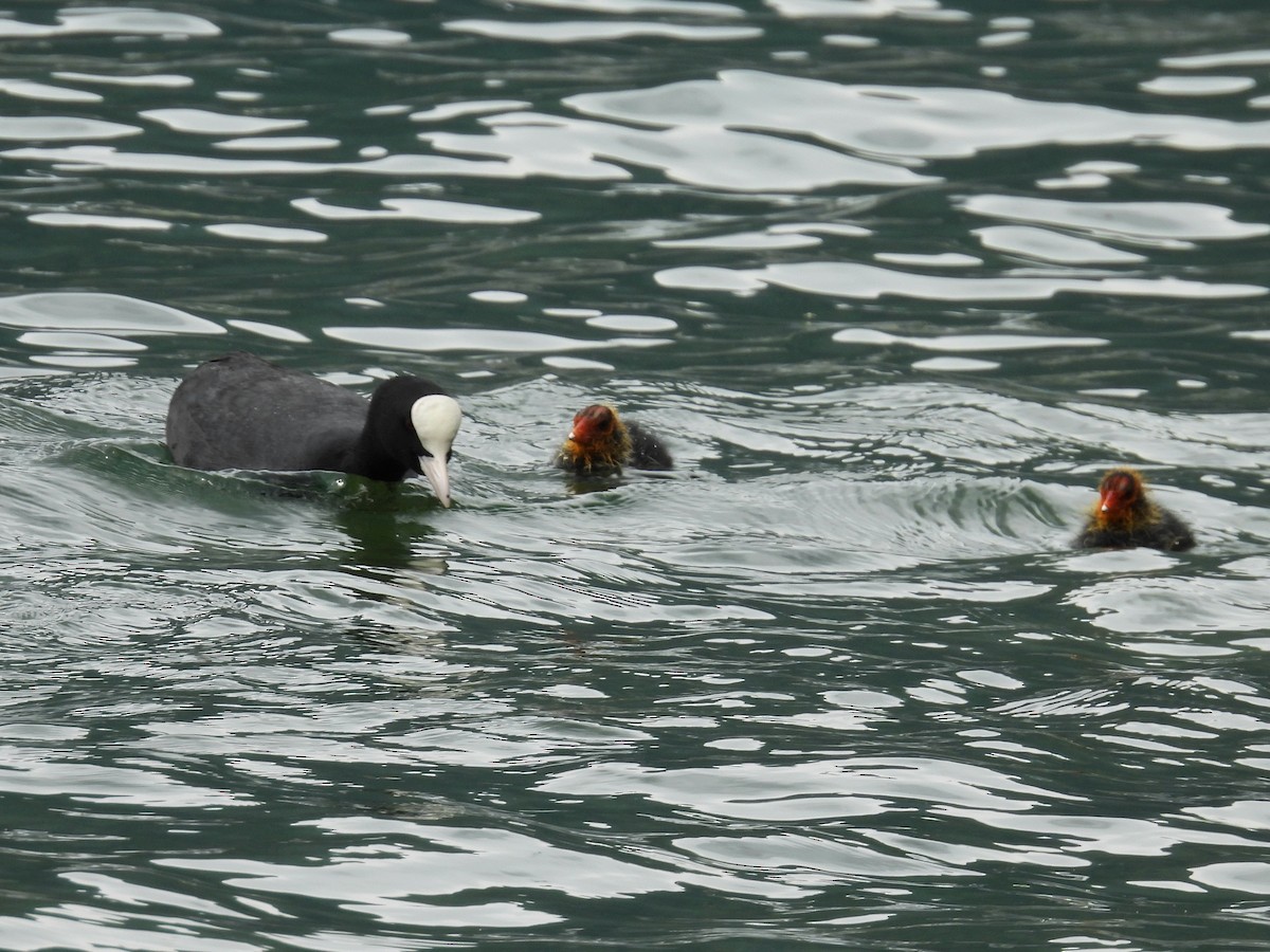 Eurasian Coot - ML637809742