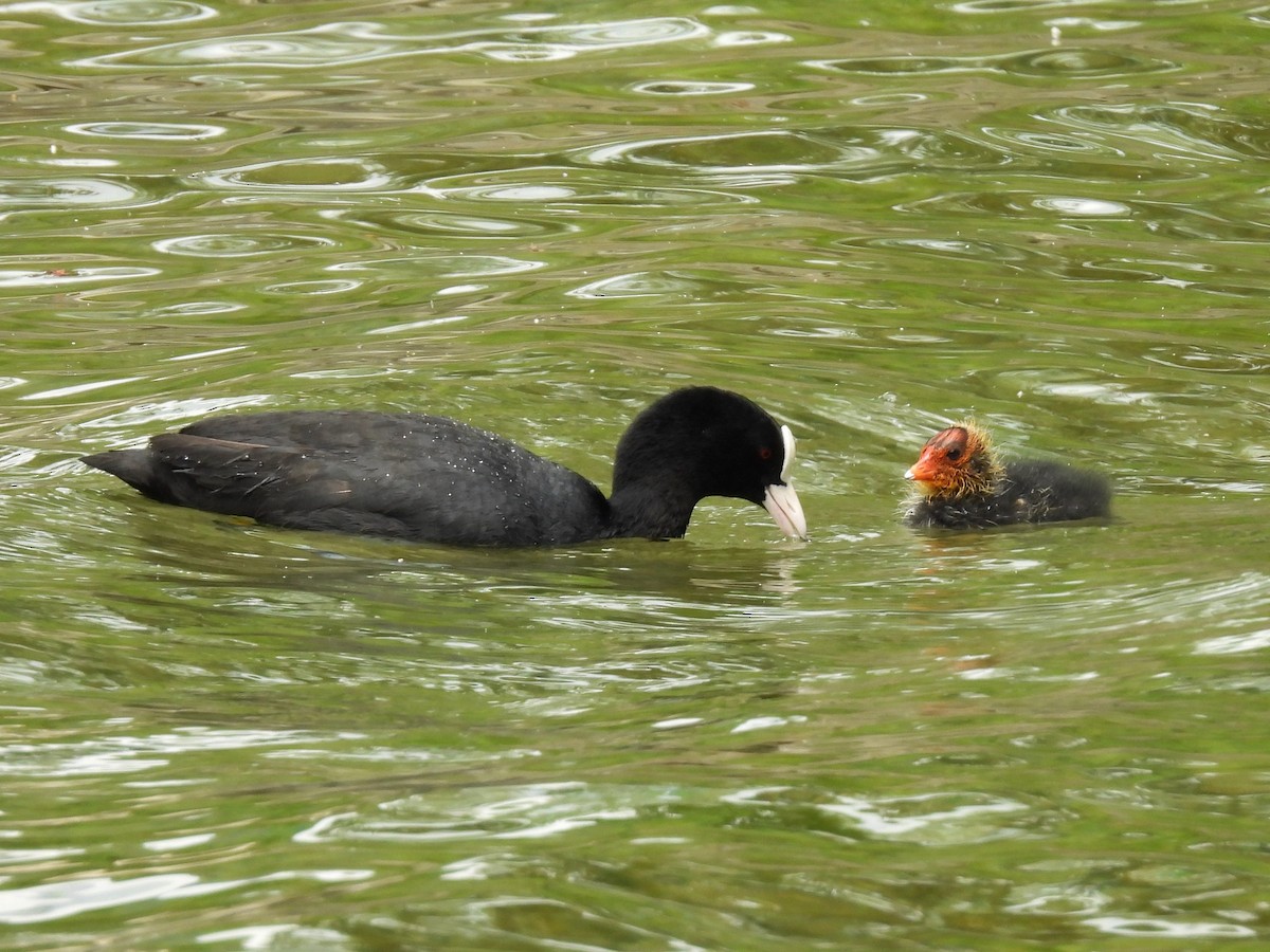 Eurasian Coot - ML637809743
