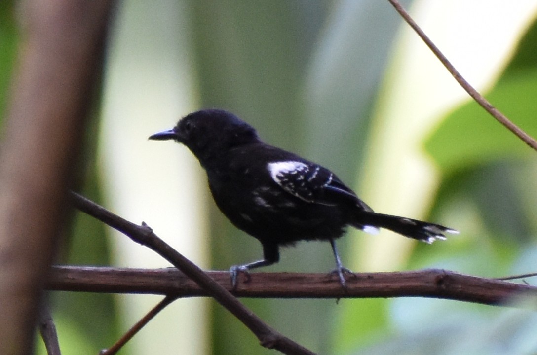 Jet Antbird - ML637809784