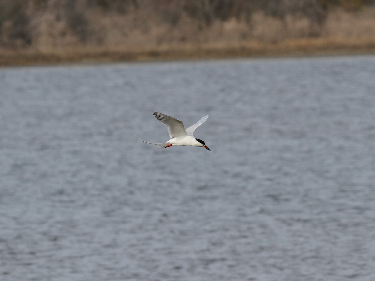 Forster's Tern - ML637809803