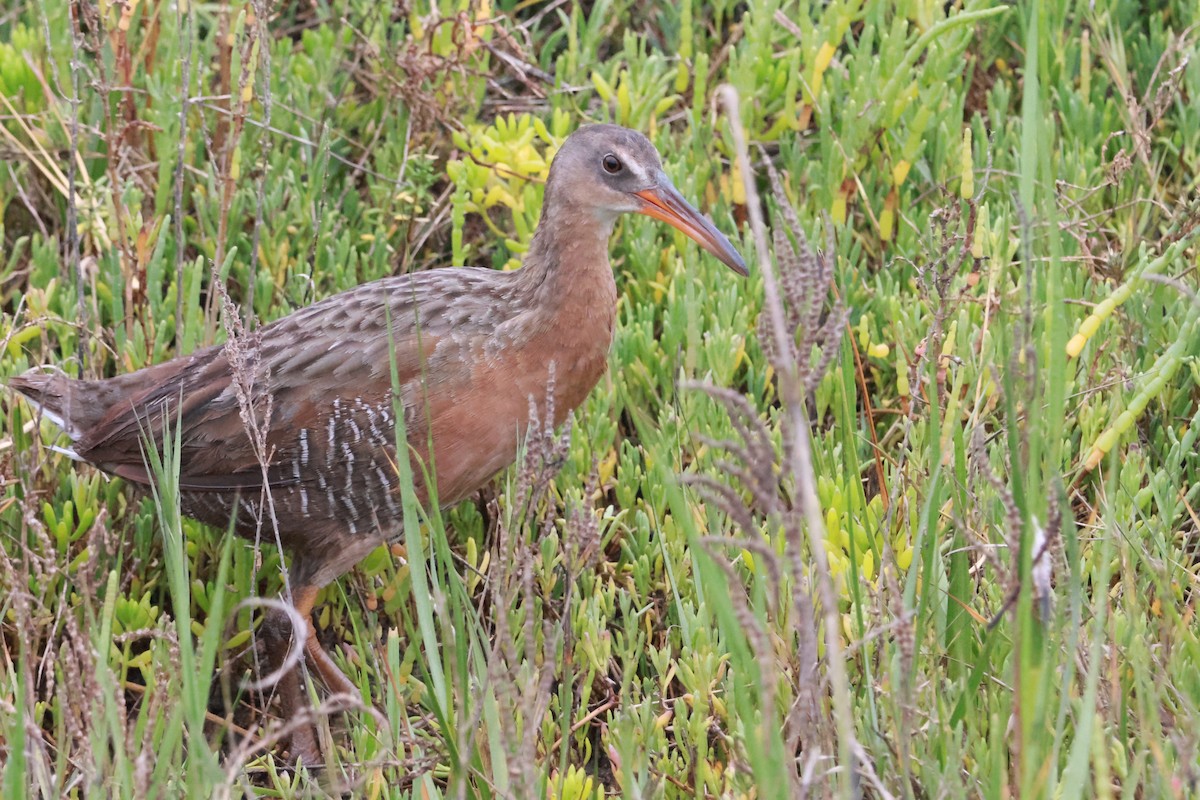 Ridgway's Rail - ML637809817