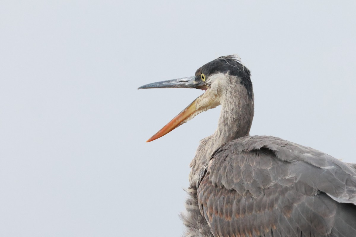 Great Blue Heron - ML637809828