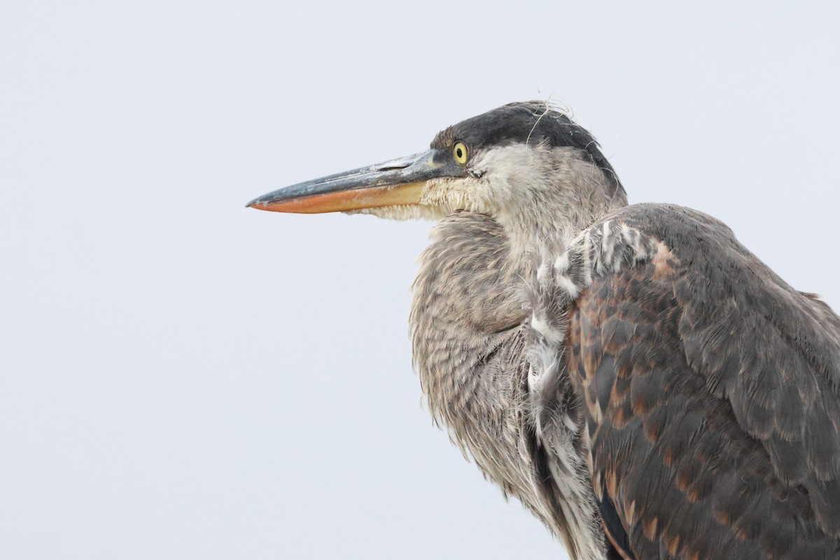 Great Blue Heron - ML637809829