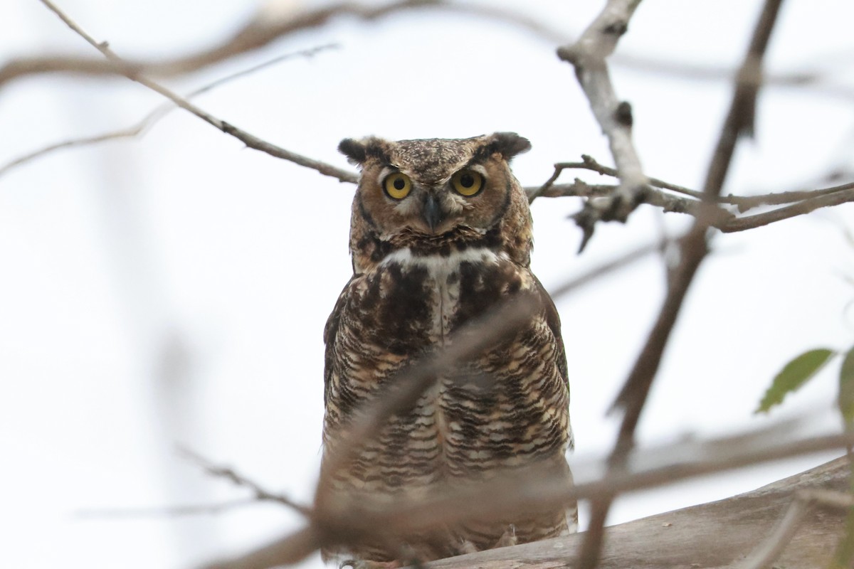Great Horned Owl - ML637809835