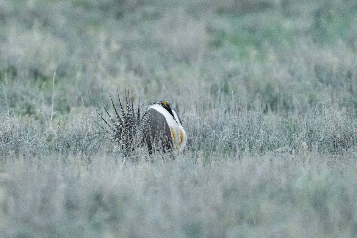 Greater Sage-Grouse - ML637809853
