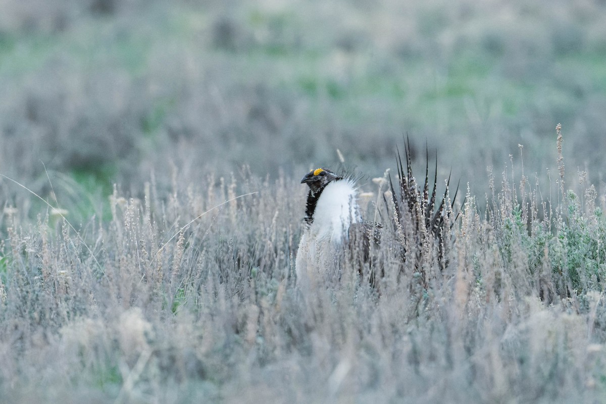 Greater Sage-Grouse - ML637809854