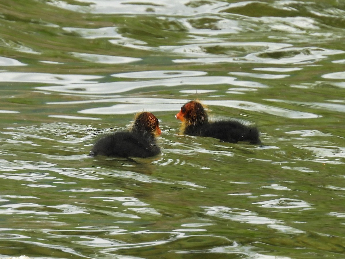 Eurasian Coot - ML637809918