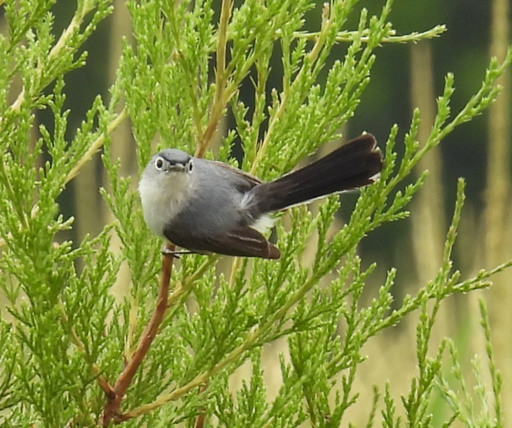 Blue-gray Gnatcatcher - ML637810135