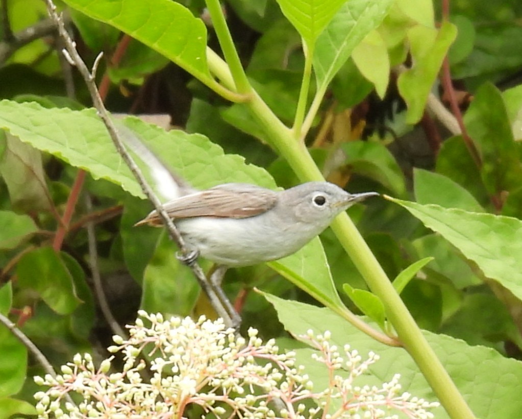 Blue-gray Gnatcatcher - ML637810146