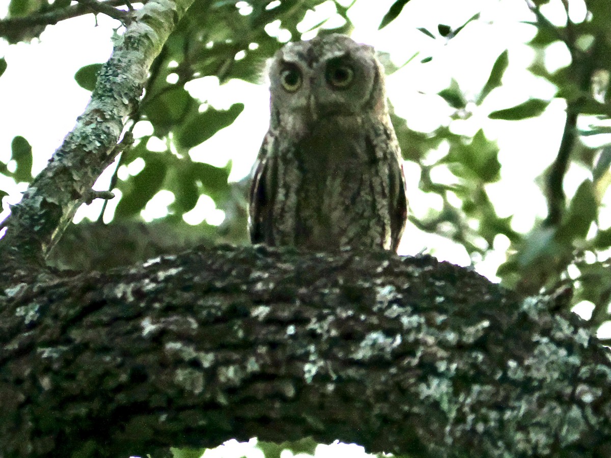 Eastern Screech-Owl - ML637810151