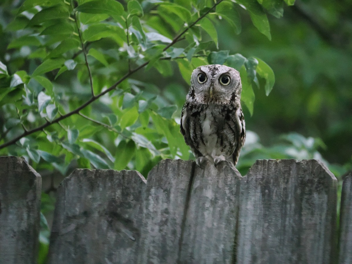 Eastern Screech-Owl - ML637810152