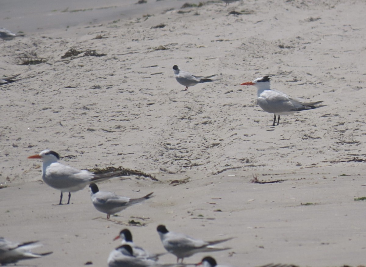 Royal Tern - ML637810154