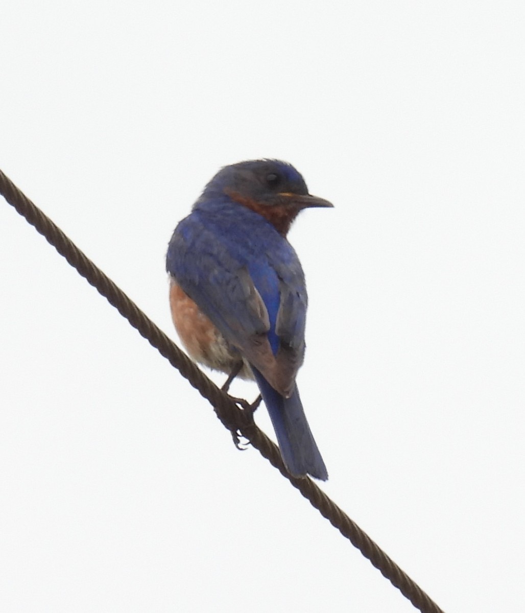 Eastern Bluebird - ML637810155