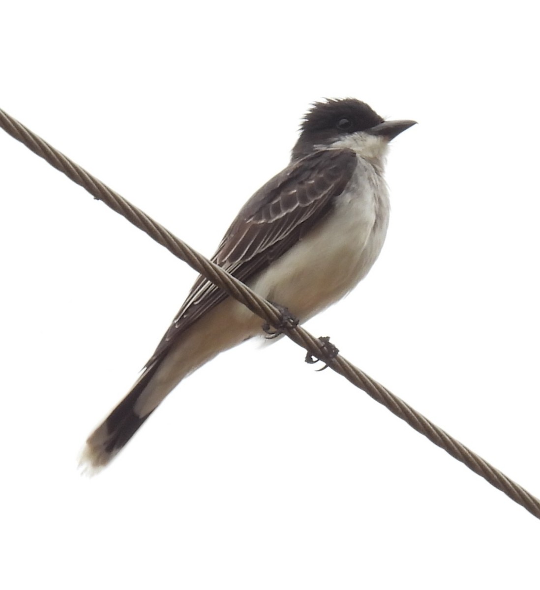 Eastern Kingbird - ML637810156