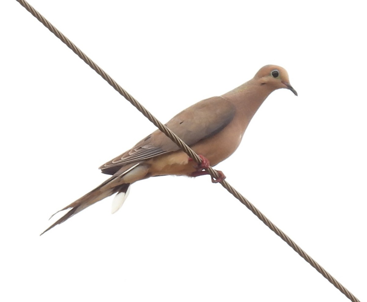 Mourning Dove - ML637810160