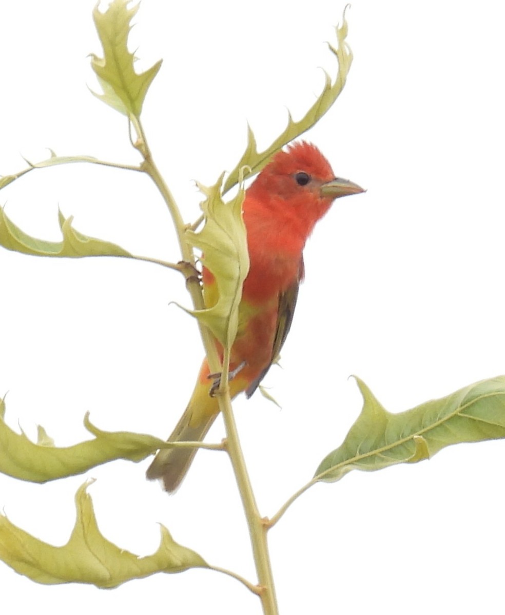 Summer Tanager - ML637810164