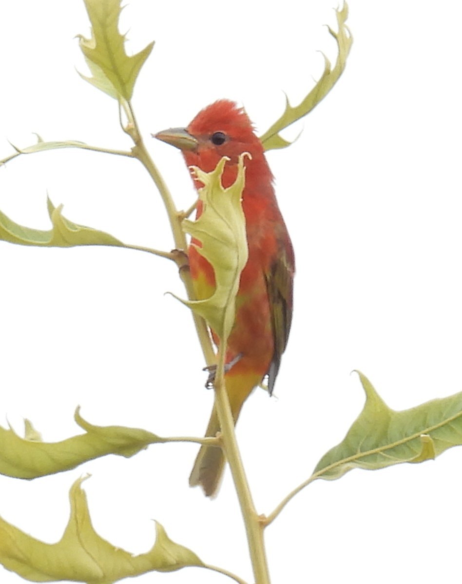 Summer Tanager - ML637810165