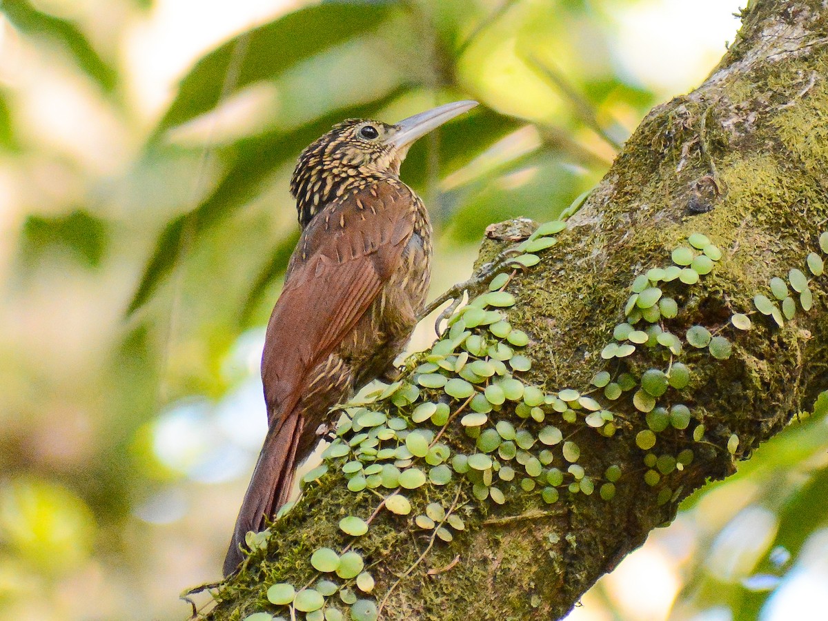 Ivory-billed Woodcreeper - ML637810174