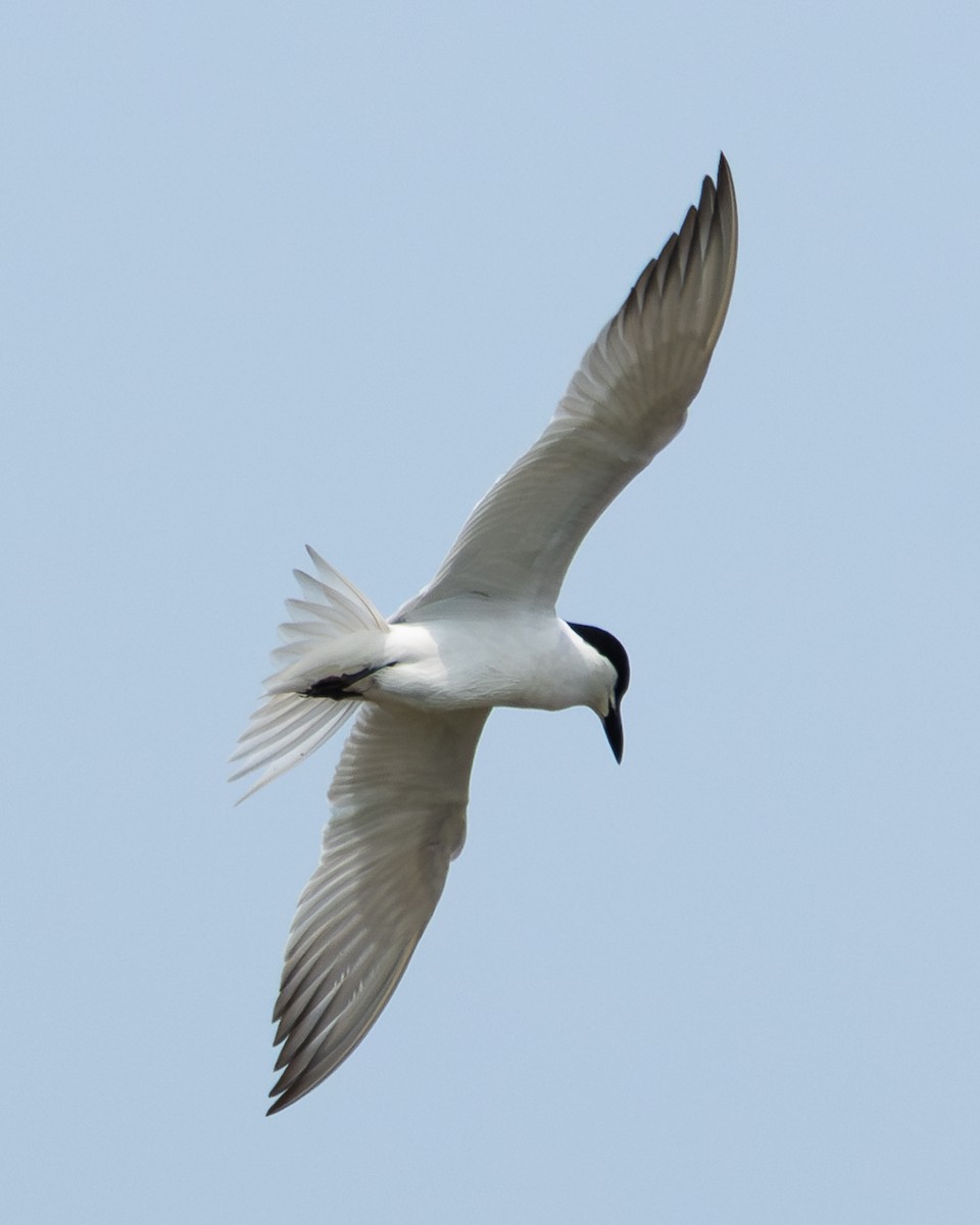 Gull-billed Tern - ML637810176