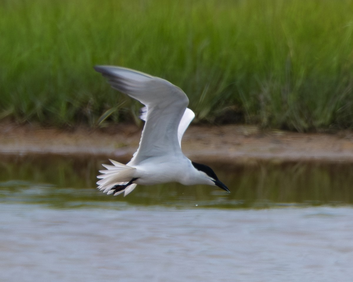 Gull-billed Tern - ML637810177