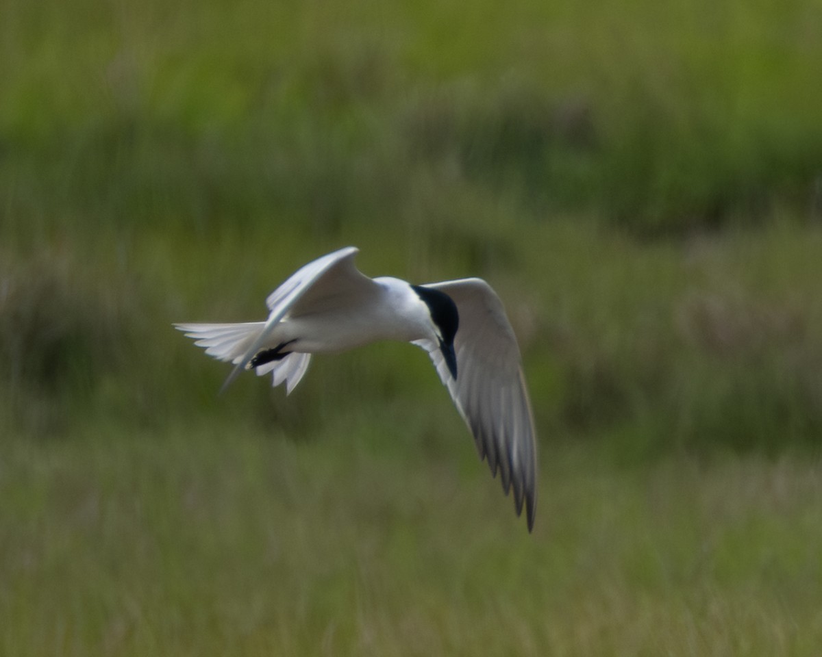Gull-billed Tern - ML637810178