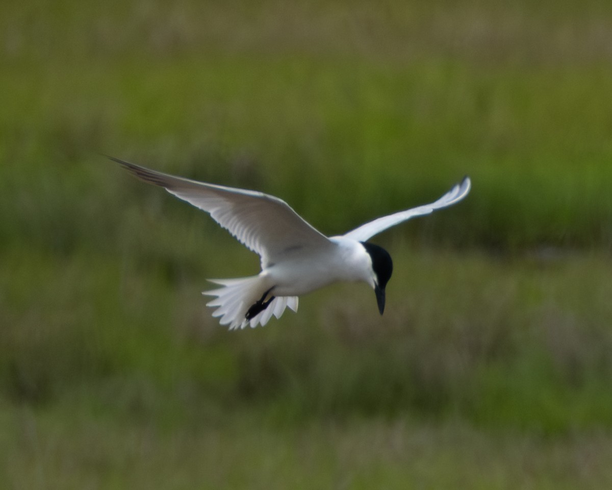 Gull-billed Tern - ML637810179