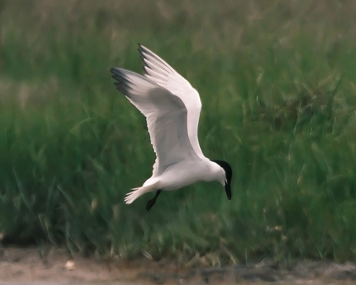 Gull-billed Tern - ML637810180