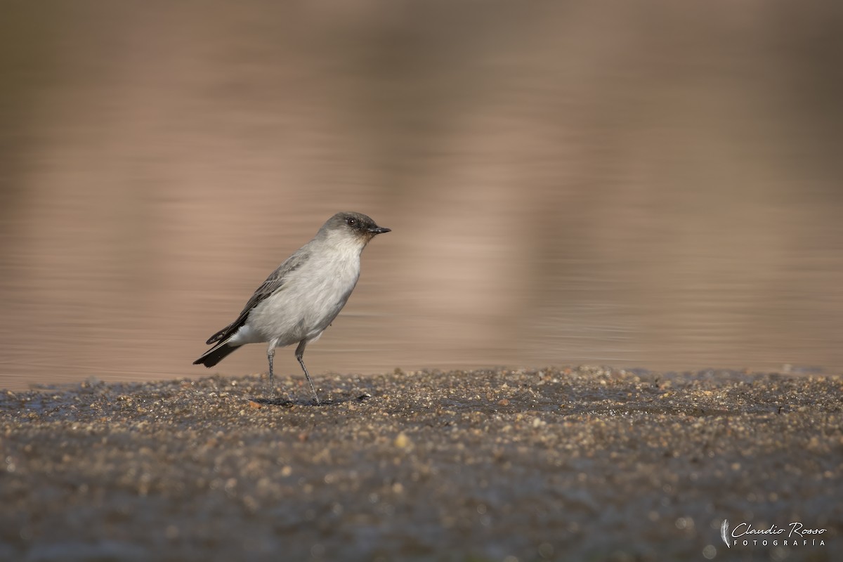 Dark-faced Ground-Tyrant - ML637810187