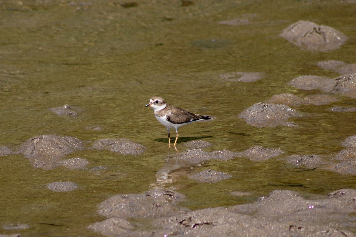 Semipalmated Plover - ML637810190