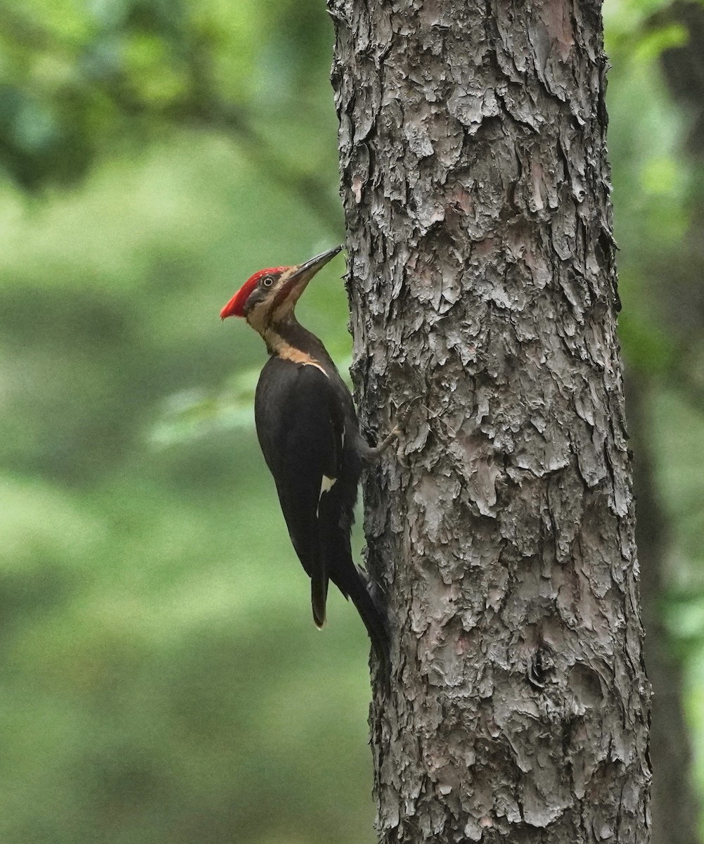 Pileated Woodpecker - ML637810211