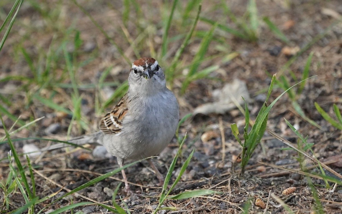 Chipping Sparrow - ML637810218
